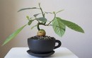 Ngắm bơ bonsai chơi Tết cực sành điệu