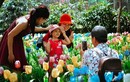 Khách kéo nhau chụp hình, giẫm nát vườn hoa hồng hoa tulip trong ngày đầu xuân