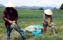 Những ruộng rau gia vị hốt bạc tỷ của nông dân Việt