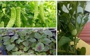 10 loại rau củ đón hè nên trồng trong tháng 4