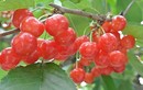 Tận mục giống cherry Nhật Bản có giá "trên trời"