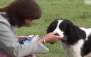 Video: Chú chó biết phát hiện bệnh ung thư, cứu sống chủ nhân một cách thần kỳ