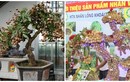 Thích thú ngắm nhìn những chậu bonsai nhãn đẹp hút mắt