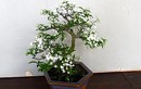 Trang trí nhà với bonsai mai chiếu thủy mini dáng độc