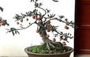 Hồng đá bonsai - Mốt chơi cây cảnh tiền tỷ Tết Kỷ Hợi 2019