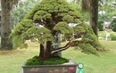 Mãn nhãn loạt tác phẩm kim sa tùng bonsai đẹp kinh điển  