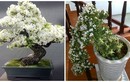 Mãn nhãn ngắm bạch tuyết mai bonsai tuyệt đẹp chưng Tết