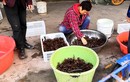 "Đột nhập" thủ phủ nuôi tôm hùm đất ở Trung Quốc