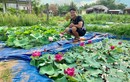 Độc nhất Việt Nam: 9X đào 20 hồ quanh nhà trồng 40 loài sen hiếm