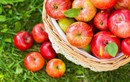 Hé lộ nguyên nhân táo nhập khẩu hàng tháng trời không hỏng, vỏ như tráng mỡ