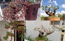 Kỳ lại thú chơi bonsai dâu tằm chín đỏ đẹp hút mắt của đại gia