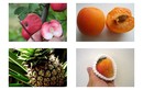 5 loại trái cây “kỳ quặc” có tiền cũng khó mua