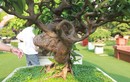 Bonsai ổi “Tể tướng Lưu gù” chủ nhân quý hơn vàng