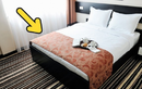 Khách sạn nào cũng có 1 chiếc khăn trải ngang giường, 99% không ai biết tác dụng