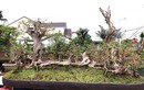 Bonsai ổi dáng “kỳ quái” khiến đại gia mê mẩn