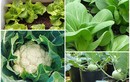 5 loại rau trồng ban công, Tết ăn không xuể