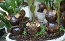Mê mẩn loại bonsai được ưa chuộng dịp Tết, khách phải đặt trước nửa năm