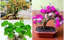 Ngỡ ngàng loạt cây dại thành bonsai chơi Tết