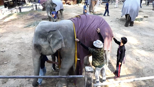 Video: Mặc áo len handmade cho voi để chống lạnh 