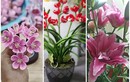 3 loại hoa độc lạ hút khách dịp Tết Tân Sửu 2021