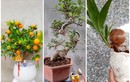  Bonsai tí hon quất, sung, đào...giá mềm, hút khách dịp Tết