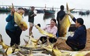 Kéo mẻ lưới bắt 300 con cá vàng, thu 600 triệu đồng 