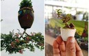 Chiêm ngưỡng 2 vườn bonsai độc đáo xác lập kỷ lục ở Việt Nam