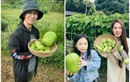 Mãn nhãn khu vườn trồng rau nuôi gà của Lý Hải - Minh Hà ở ngoại ô