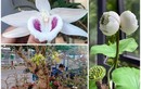 Những loạt hoa đột biến “giá chát” gây sốt thị trường Việt