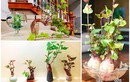 Đẹp hút mắt những chậu bonsai “lang đột biến” đang gây sốt