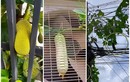 Cười nghiêng ngả những trái cây “đánh đố” chủ nhất Việt Nam