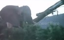 Video: Tưởng săn được voi con, sư tử đực bị voi mẹ dọa khiếp vía
