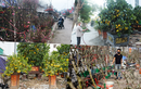 Đào Nhật Tân, bưởi cảnh “nô nức” xuống phố ngóng khách đón Tết 2022