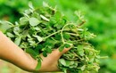 3 loại rau được tôn là “rau trường thọ”, ở Việt Nam mọc đầy mà không biết 