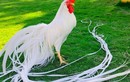 Loại gà có đuôi dài nhất thế giới, giá hàng trăm triệu đồng/con