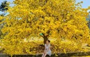 Mai vàng 'khổng lồ' 60 năm tuổi, cao 4 mét trổ bông rực rỡ, thu hút trăm du khách