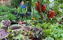 "Đã mắt" khu vườn hơn 100 loại rau củ của ông bố Việt ở Anh
