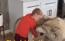 Chó lai sói biết tranh nhau "hú" cùng cậu bé