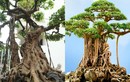 Chiêm ngưỡng “siêu cây” của đại gia Việt khiến báo ngoại trầm trồ 