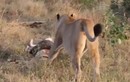 Video: Sư tử cái giành mồi với trăn khổng lồ
