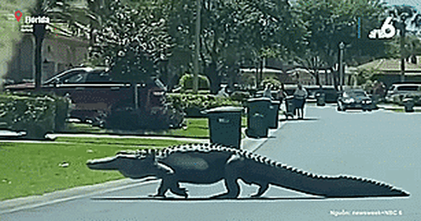 Hết hồn cá sấu khủng đi dạo trong khu dân cư