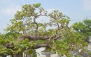 Tò mò những cây ổi bonsai đắt nhất trời Nam