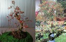 Ngắm bonsai dâu tằm trĩu quả khiến dân chơi cây mê tít 