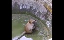 Clip: Khỉ cứu mèo con mắc kẹt trong giếng làm tan chảy trái tim