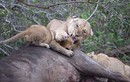 Sư tử mẹ nổi đóa đánh con nhỏ vì bị giành ăn