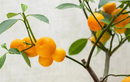 6 cây ăn trồng trong nhà: Vừa làm cảnh, vừa cho trái ngọt
