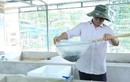 Nuôi lươn dày đặc trong nhà, nông dân Vũng Tàu thu tiền tỷ