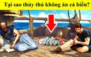 Tại sao thủy thủ xưa có chết đói cũng không ăn cá bắt được dưới biển? 