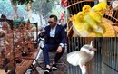 Đại gia Việt chi bao nhiêu tiền cho thú chơi chim cảnh?