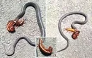 Cuộc chiến của 2 thành viên trong “Ngũ độc“: Rết cắn chết rắn khổng lồ 